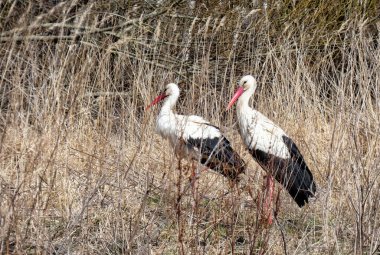 Baharın başlarında, bir çift beyaz leylek kurak otların arasında yabanda yürür.