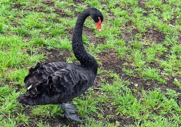 Frühling Ein Einsamer Schwarzer Schwan Ufer Der Nähe Des Parks — Stockfoto