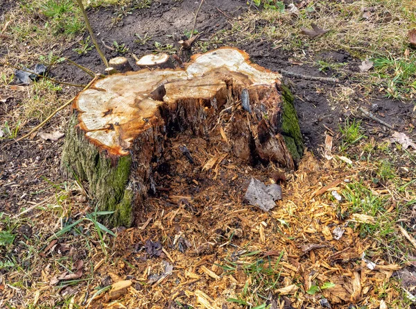 Güneşli bir günde parkta taze kesilmiş çürük bir odun parçası.