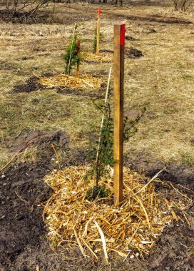 İlkbaharın başlarında parka yeni ekilmiş ardıç tohumları, işaretli bir yer ve bağlanmış.