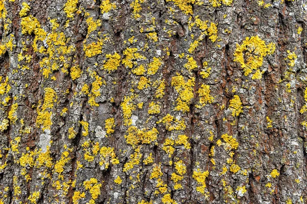 Yosun desenli eski ağaç külü kabuğu. Yakın plan.