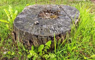 yeşil çimlerin arasında şişmiş bir ağaç gövdesi olan yaşlı bir ağaç.