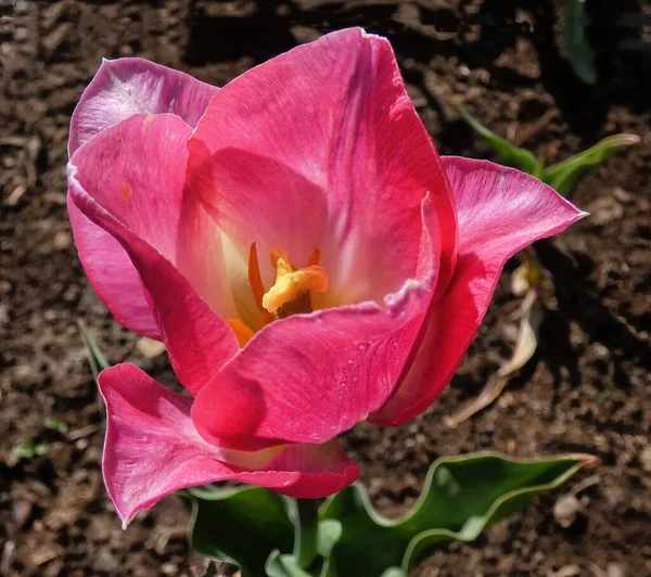 Wiosną Jeden Różowy Tulipan Kwitnie Ogrodzie Kwiatów Słońcu — Zdjęcie stockowe