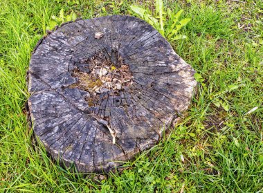 İlkbahar, yeşil çimenler arasında şişmiş bir gövde, üst görünüm