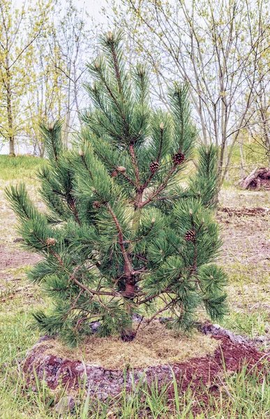 One Green Scots Planted Pine Park Spring — ストック写真