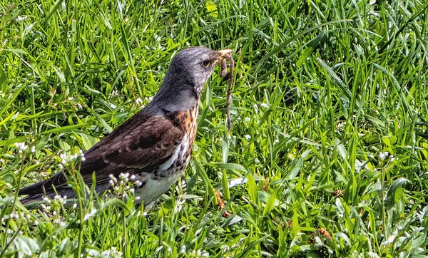 in the spring a bird thrush with a worm beak among the grass in the meadow