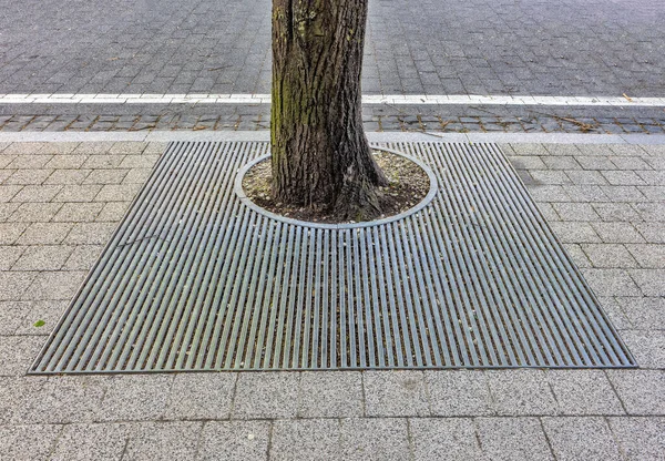 Kovová Ochrana Kořenů Stromů Rostoucích Městském Chodníku Jaře Pohled Zepředu — Stock fotografie