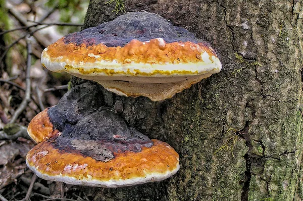 秋天在森林里的树干上挂着两只地衣 树上的蘑菇紧紧地粘在一起 — 图库照片