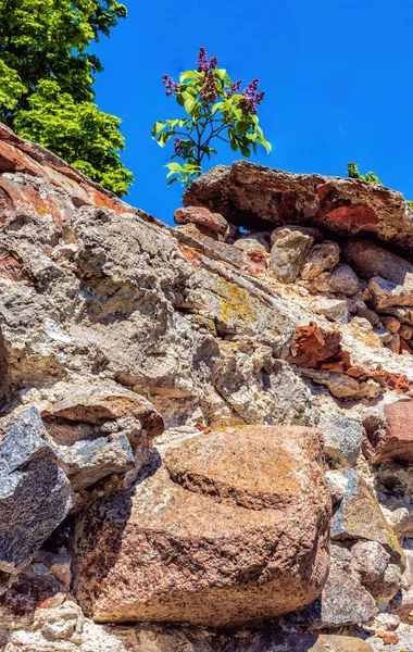 Руины Старого Каменного Здания Зелеными Деревьями Цветущей Оливковой Ветвью Фоне — стоковое фото