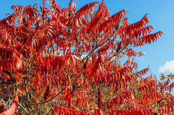 Rhus Typhina Oder Ragweed Herbst Gerötet Hautnah Vor Blauem Himmel — Stockfoto