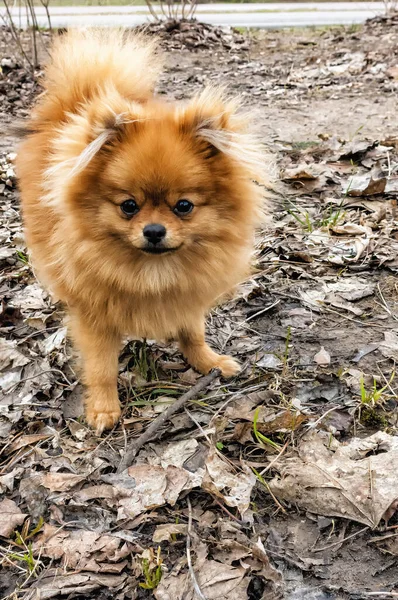 Principios Primavera Parque Viejo Árbol Deja Perro Joven Spitz Marrón —  Fotos de Stock