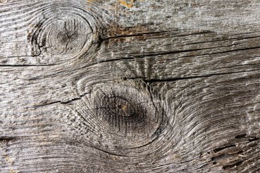 Arka planda iki dallı eski çam ağacından kalaslar var.