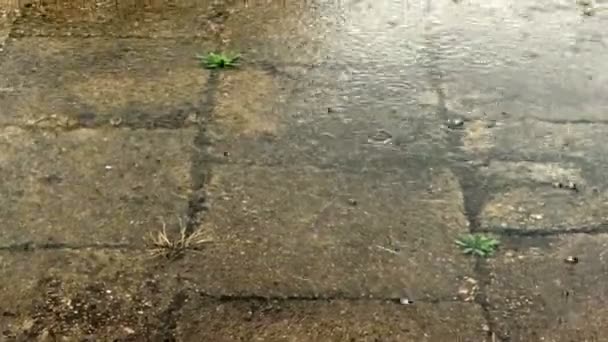 Raindrops Falling Tiled Pavement Day Summer — Vídeos de Stock