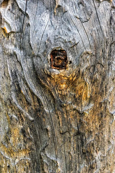 Close Pest Eaten Old Pine Wood Planks Former Branch Background — Stock fotografie