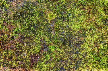 Kirli beton yüzey arka planında büyüyen yosun.