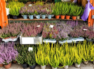 Sonbaharda, piyasa çeşitli türde funda tohumları ve tencerelerde metin için yeri olan renkler satar.