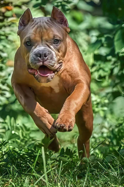 Verano Naturaleza Perro Americano Pit Bull Terrier Color Marrón Capturado —  Fotos de Stock