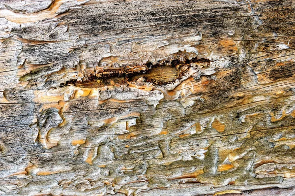 Old Pest Gnawed Cracked Pine Wood Plank Texture Background Art — Fotografia de Stock