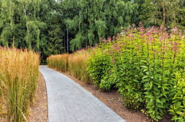 Eutrochium fistulosum veya içi boş Joe-Pye otuyla süslü boynuz kirişleri bir patikanın yanındaki parkta
