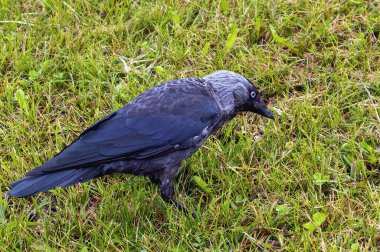 common birds Corvus monedula summer find food in the meadow on a sunny day