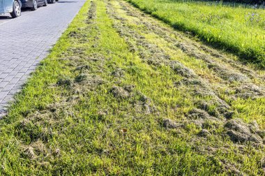 grass growing along the sidewalk in the city is being mowed on a summer sunny day