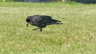 A black wild raven bird looking for food in a mowed meadow on a sunny summer day