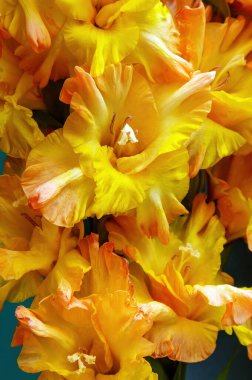 orange and yellow flower gladiolus close up vertical shot