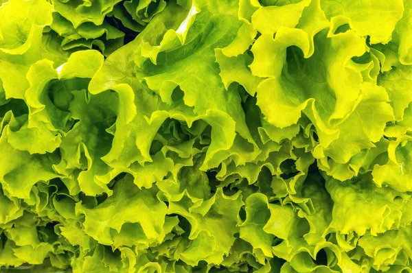 Close up background of green lettuce leaves in outdoor market sale in sunlight