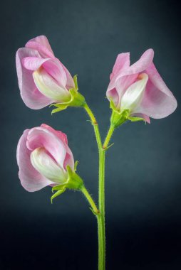 pink sweet pea flowers three blossoms on dark background close up, vertical shot