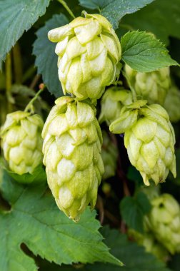 Sonbahar doğasında gün ışığında sallanan zıplama konilerini kapatın, arka plan bulanıklaşır