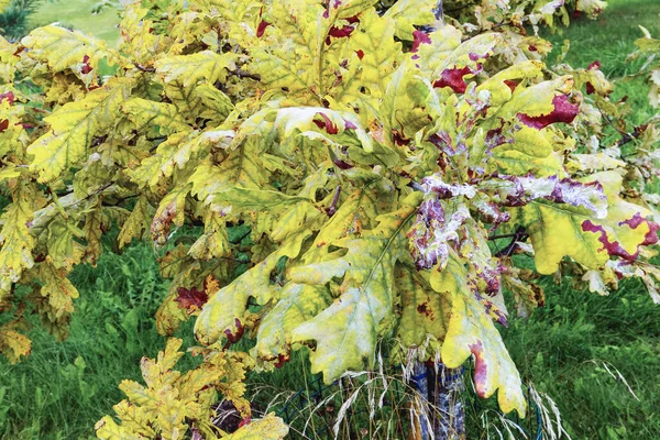 Befallene Eichenblätter Färben Sich Herbst Gelb Mit Braunen Flecken — Stockfoto