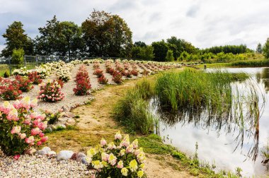 Sisli bir günde, ormanın yakınındaki göletin kıyısındaki ormanlık alanda ormanlık alan. Karsakiski. Litvanya. 08 numara. 09 numara. 2021.