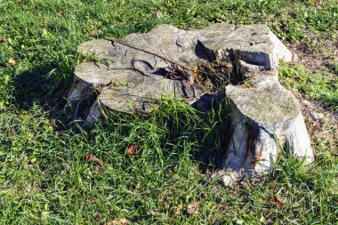 Güneşli bir günde yeşil çimlerin üzerinde uzun kesilmiş ağaç kütüğü