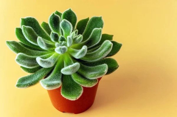 Kıllı yapraklı sulu bitki, echeveria kaktüsü, kahverengi tencerede turuncu arka plan.