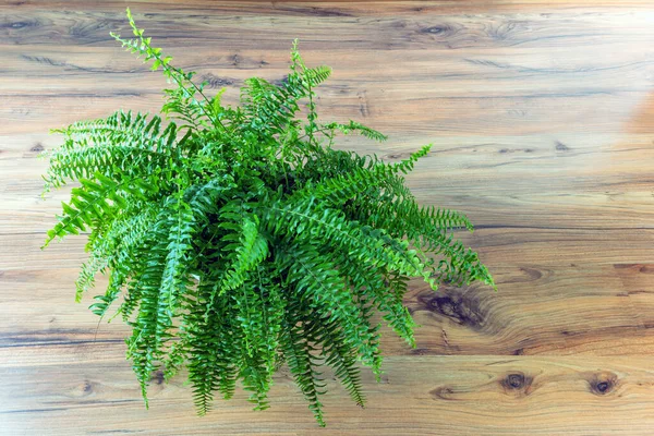Fern Nephrolepis exaltata - Boston Fern, ahşap bir odada bir tencerede, üst manzara Cozy ev dekorasyonu.