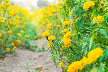 Yellow flowers in a meadow natural summer