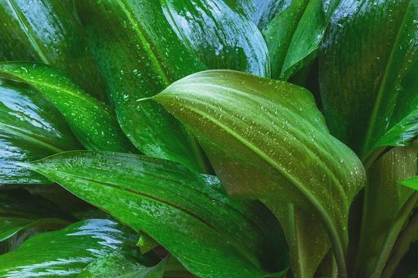 Nature Background Green Leaf — Stok Foto