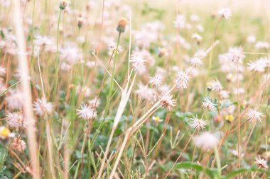 Grass flower background in summer