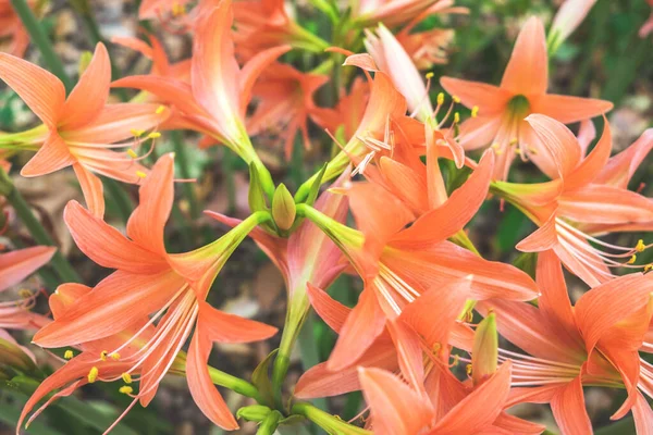 Background Amaryllis Flowers Nature Beautiful — Stockfoto