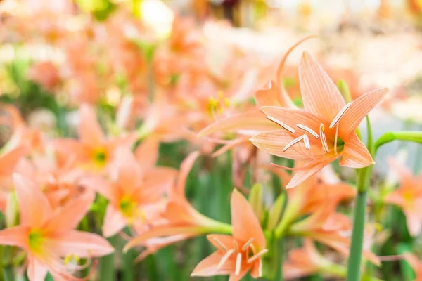 Field Amaryllis Flower — Stockfoto