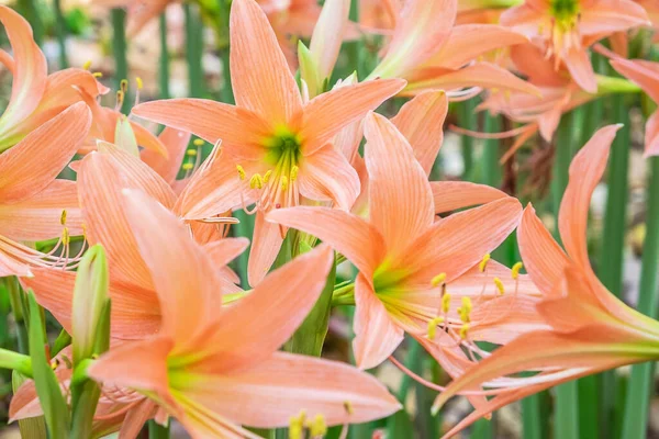 Flower Amaryllis Flowering Background Flowers — Stockfoto