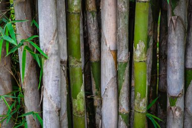 Doğal arka plan, bambu ağacı ve bambu yaprakları.