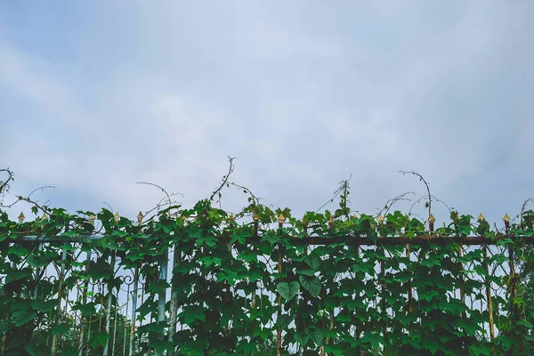 Latar Belakang Pagar Dengan Pohon Anggur — Stok Foto