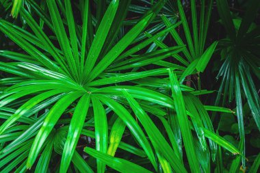 yeşil palmiye yaprağı arkaplanı