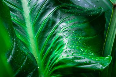 Yeşil yaprak arkaplanı ve yaprak arkaplanı