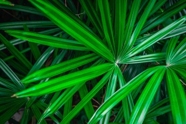 yeşil palmiye yaprağı arkaplanı