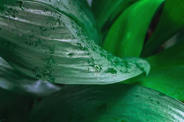 Latar Belakang Daun Hijau Dan Latar Belakang Daun — Stok Foto