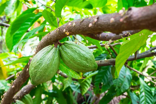 Fresh Raw Green Cacao Fruit Cacao Tree — Foto de Stock