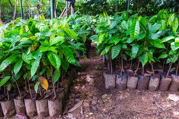 Planting Cacao Seedlings Cocoa Plantations Stok Gambar