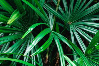 Doğal arka planını yeşil palmiye yaprakları